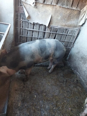 Porci de Vanzare - imagine 3