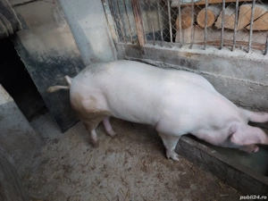 Porc de vanzare - imagine 4
