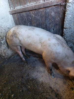 Porci de Vanzare - imagine 6