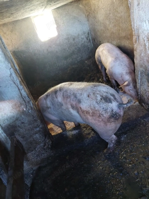 Porci de Vanzare - imagine 2