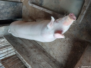 Porc de vanzare - imagine 5
