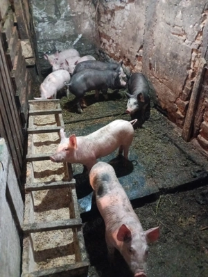 Purcei de vânzare  - imagine 3