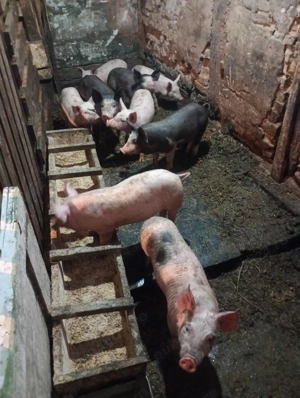 Purcei de vânzare  - imagine 2