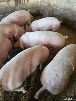 Porci de carne 100-130 de kg