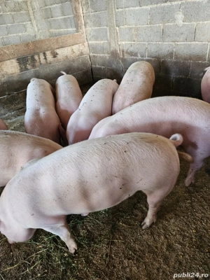 Porci de carne 100-130 de kg - imagine 2