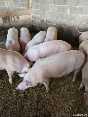 Porci de carne 100-130 de kg - imagine 3