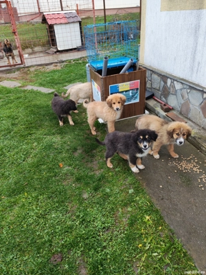 Câini ciobănesc pui 