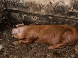 Vând porc  - imagine 2