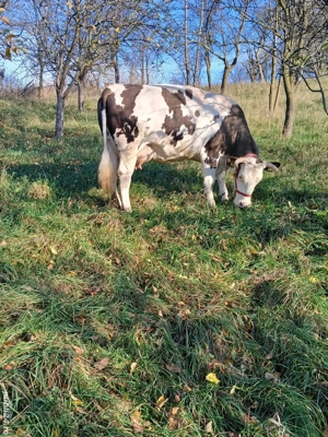 Vaca de vanzare - imagine 3