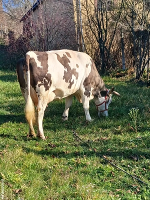 Vaca de vanzare - imagine 2