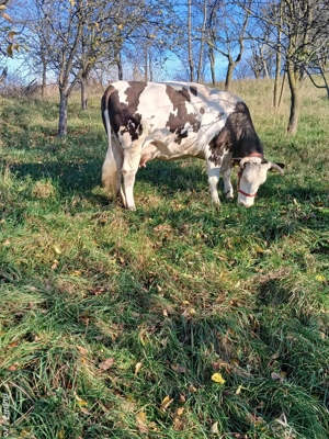 Vaca de vanzare - imagine 4