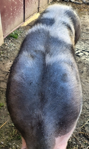 Scroafa Petrean de vânzare !