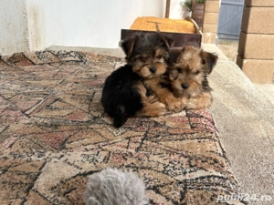 Cadoul perfect de "Mos Nicolae"