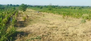 Vând teren intravilan (Rate) - imagine 2