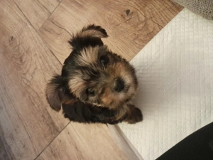 Yorkshire Terrier Toy  - imagine 2
