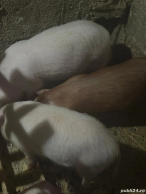 purcei de vânzare 