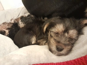 Yorkshire Terrier Toy  - imagine 3