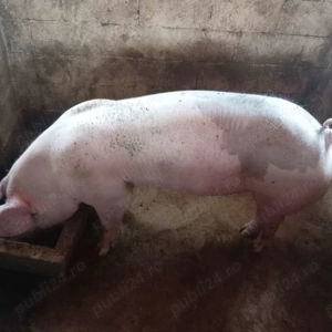 Porci de vânzare 