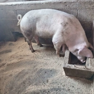 Porci de vânzare  - imagine 3