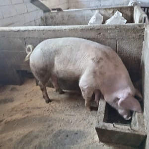 Porci de vânzare  - imagine 2