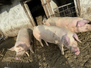Porci între 150 și 200kg - imagine 2