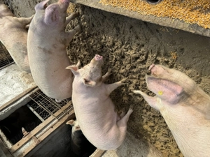 Porci între 150 și 200kg