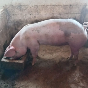 Porci de vânzare  - imagine 6