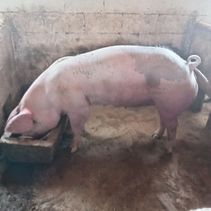 Porci de vânzare  - imagine 4