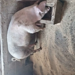 Porci de vânzare  - imagine 5