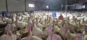 Vind  Curcani pentru Crăciun  - imagine 2