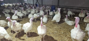 Vind  Curcani pentru Crăciun  - imagine 3