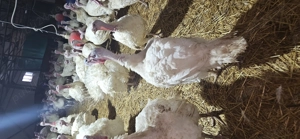 Vind  Curcani pentru Crăciun  - imagine 4