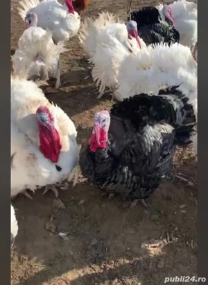 vand curcani - imagine 2