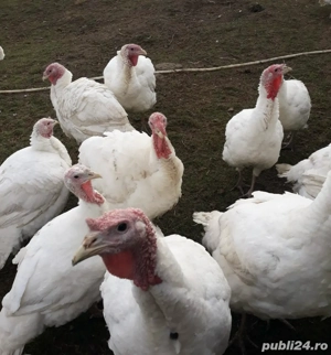 vand curcani - imagine 3