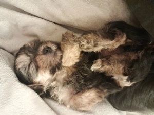 Yorkshire Terrier Toy  - imagine 3