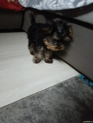 Yorkshire Trrier mini toy 