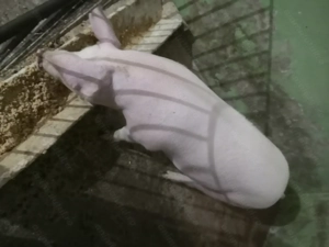 Scroafă de vînzare nu a fătat niciodată. 