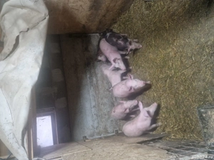 purcei 10 saptamani - imagine 2