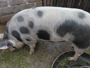   Vand porc rasa PIETRAIN - 200kg
