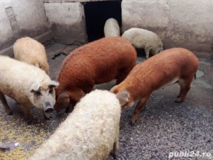 Porci Mangalita  - imagine 2