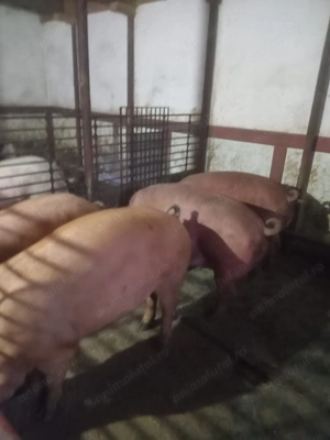 Vand porci crescuti la casa - imagine 2