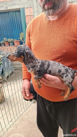 Teckel talie toy - imagine 3