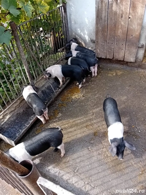 Porci Bazna  - imagine 2