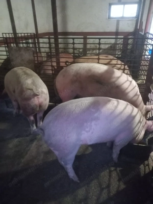 Vand porci crescuti la casa