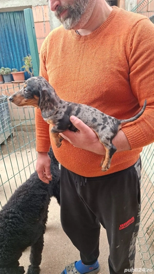 Teckel talie toy - imagine 5