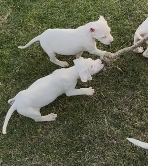 Dog Argentinian cu Pedigree - imagine 3