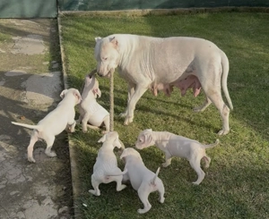 Dog Argentinian cu Pedigree - imagine 2