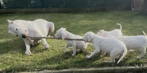 Dog Argentinian cu Pedigree