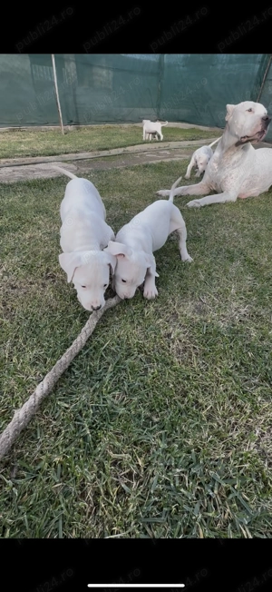 Dog Argentinian cu Pedigree - imagine 4