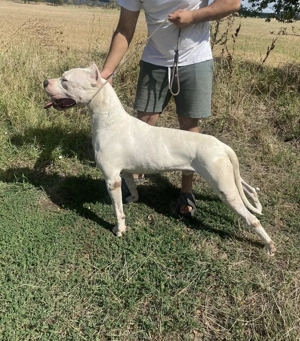 Dog Argentinian cu Pedigree - imagine 5